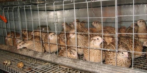 Kako odrediti spol prepelica